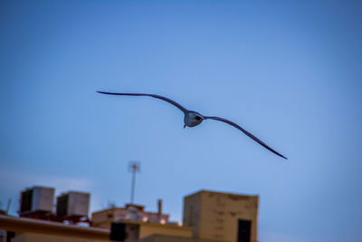 Low angle view of bird flying against clear blue sky