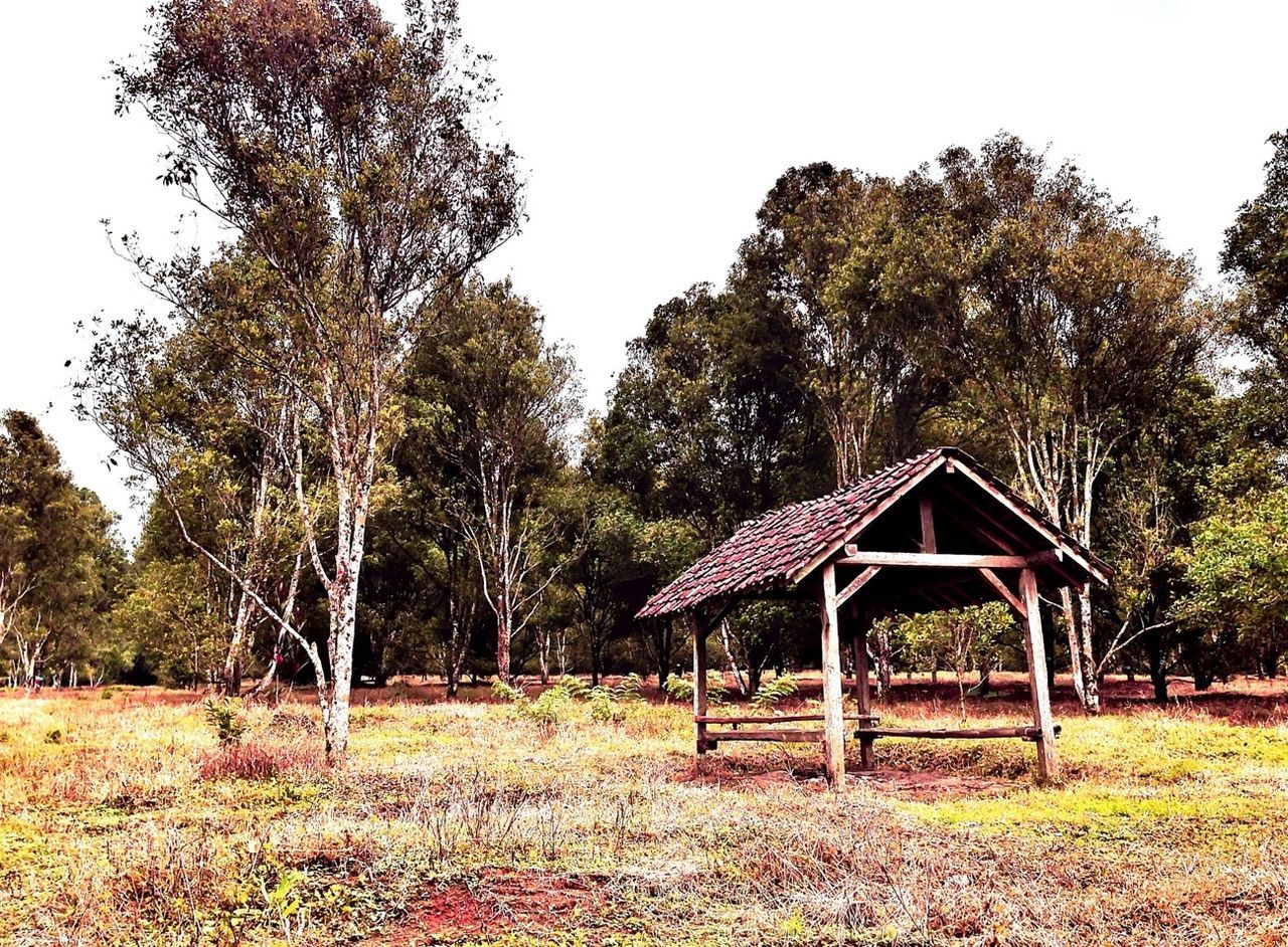 tree, house, built structure, clear sky, grass, architecture, building exterior, growth, field, tranquility, nature, tranquil scene, green color, landscape, plant, day, abandoned, wood - material, forest, hut