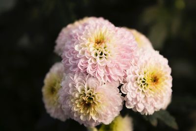 Close-up of pink flower blooming outdoors