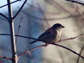 Low angle view of bird perching on branch