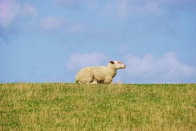 View of sheep on field