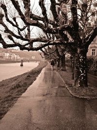 Trees on beach in city