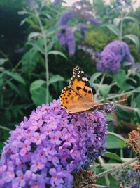 Close-up of butterfly on purple flowers