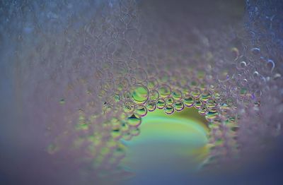 Close-up of water drops on plant