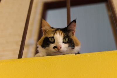 Portrait of cat by yellow wall