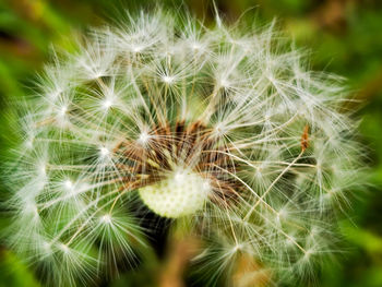 Close-up of dandelion on plant