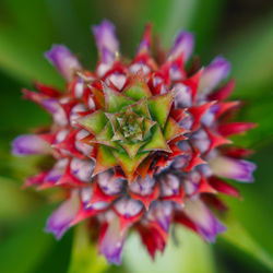 Close-up of flower blooming outdoors