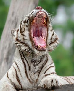 Close-up of tiger