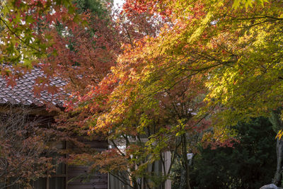 Autumn tree by building in forest