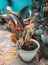 Close-up of potted plants in yard