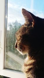 Close-up of cat looking through window