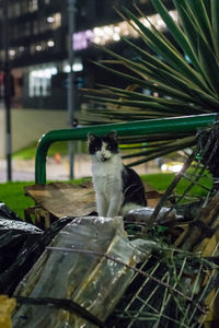 Cat sitting outdoors