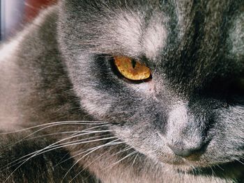 Close-up portrait of gray cat