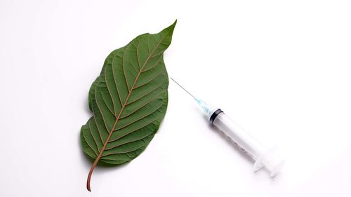 High angle view of leaves on white background