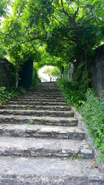 Steps amidst trees