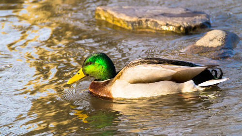 Close-up of duck swimming in lake