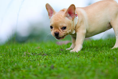 Close-up of a dog resting on field