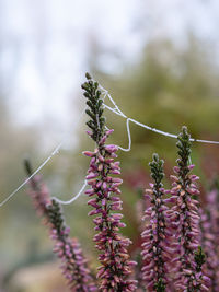 Close-up of purple flowering plant