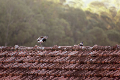 Vanellus chilensis - bird