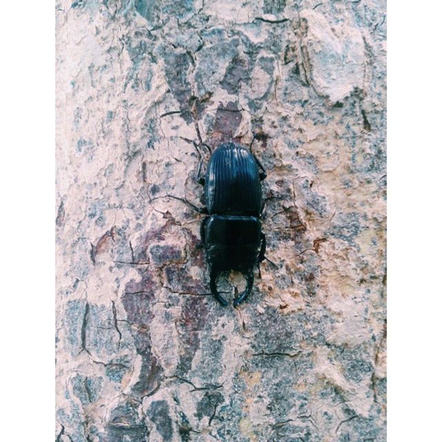 transfer print, one animal, auto post production filter, insect, animal themes, wall - building feature, wildlife, close-up, animals in the wild, wall, textured, old, no people, day, abandoned, built structure, outdoors, black color, stone wall, high angle view