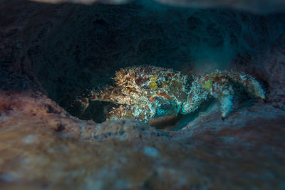 Close-up of coral in sea