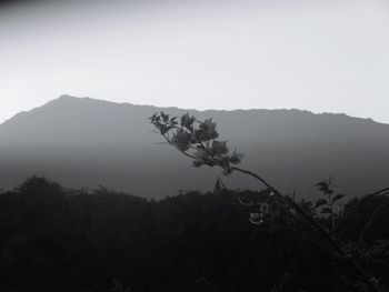 Trees on mountain against sky