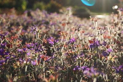 Close-up of purple flowers in field