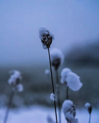Close-up of flowering plant against sky
