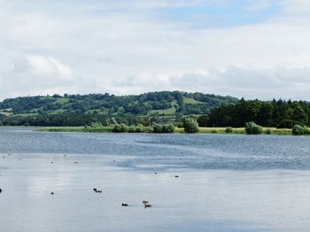 Birds swimming in lake against sky