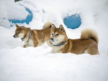Dogs on snow covered field