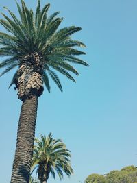 Low angle view of palm tree against clear sky