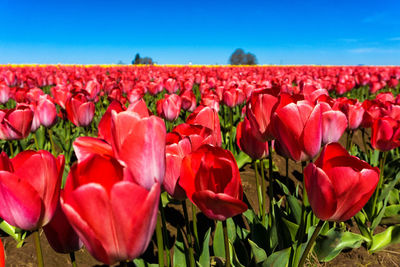 Close-up of tulips blooming on field against clear sky