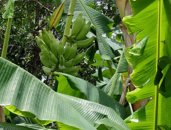 Close-up of green leaves on plant