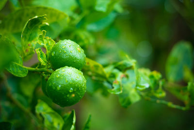 Close-up of fruits growing on tree