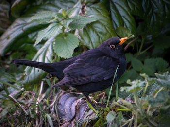 Close-up of bird perching on plant