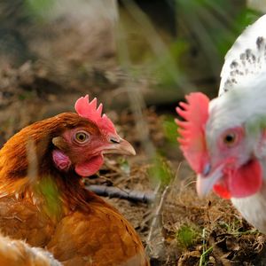 Close-up of birds in field