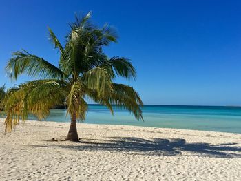 Palm trees on beach against clear blue sky