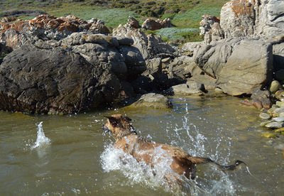 Stream flowing through rocks