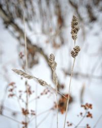 Close-up of dried plant