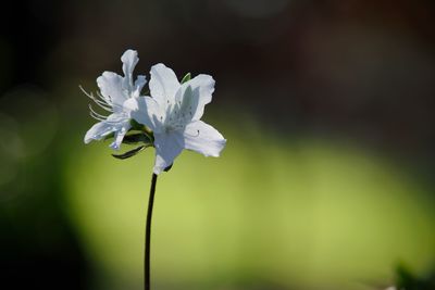 White korean azalea