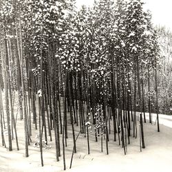 Trees on snow covered field