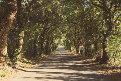 Trees in forest