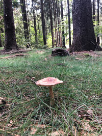 Mushroom growing on field