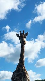 Low angle view of giraffe against sky