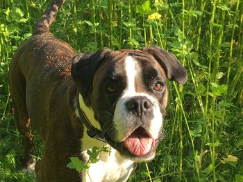 Close-up of dog sticking out tongue on grassy field