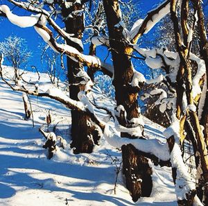 Bare trees on snow covered landscape