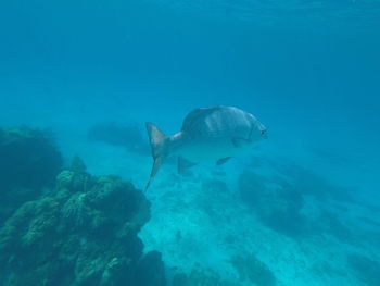 Fish swimming in sea