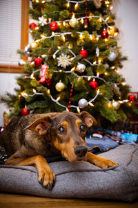 Portrait of dog on christmas tree at home