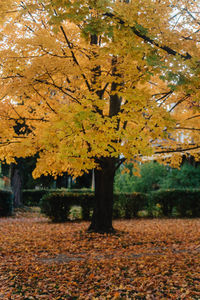 Autumn leaves on tree in park