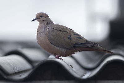 Close-up of bird perching